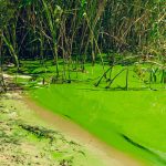 08   What Is Causing Florida's Algae Crisis? 5 Questions Answered   Florida Blue Green Algae Map