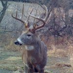 2018 Whitetail Rut Forecast And Hunting Guide | Whitetail Habitat   Deer Rut Map Texas