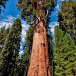 8 Jaw Dropping Photographs Of California's Giant Redwoods And   Giant Redwood Trees California Map