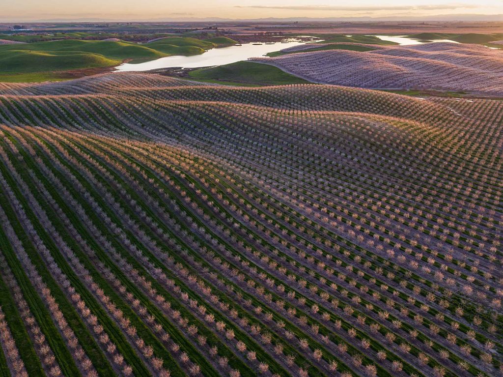 California Almonds Are Back After Four Years Of Brutal Drought