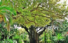 Coconut Grove – Wikipedia – Coconut Grove Florida Map