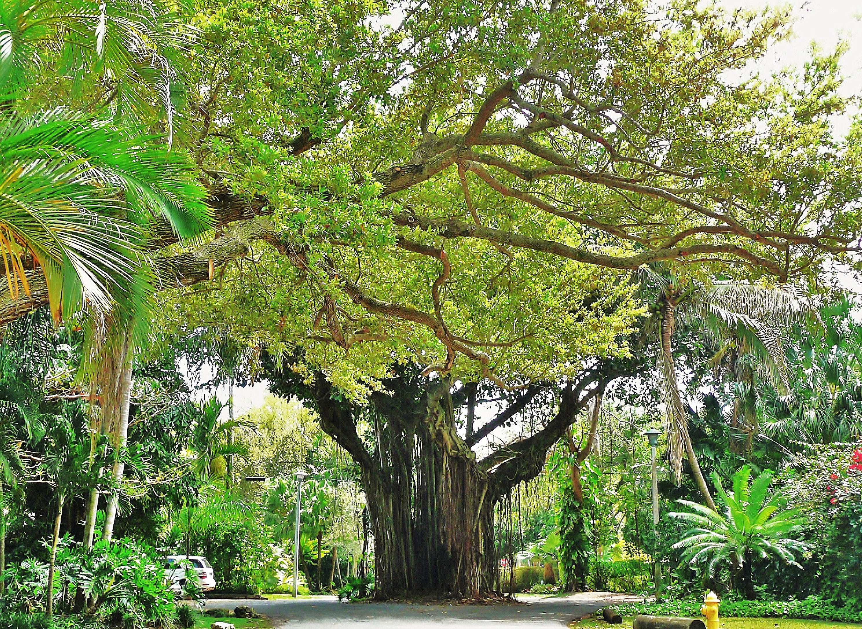 Coconut Grove - Wikipedia - Coconut Grove Florida Map