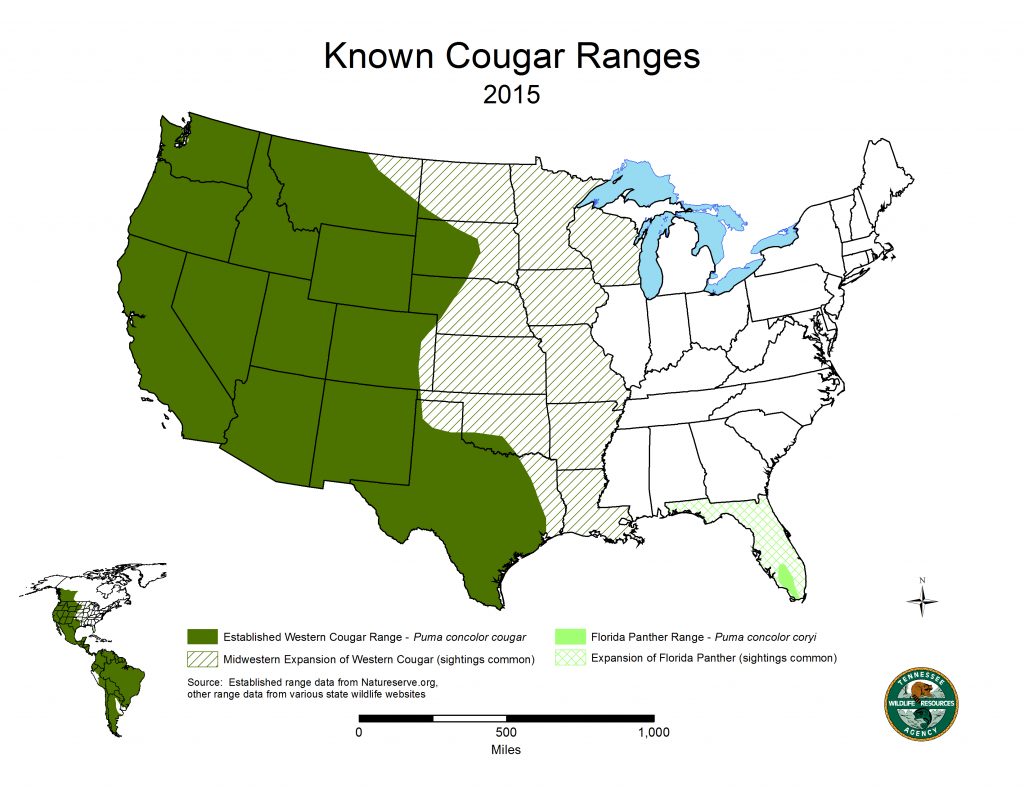Cougars In Tennessee | State Of Tennessee, Wildlife Resources Agency