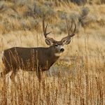 Desert Mule Deer Populations And Value On Private Lands In Texas   Mule Deer Population Map Texas