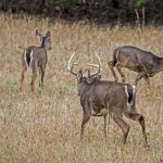 Exclusive: 2018 Peak Rut Forecast   Deer Rut Map Texas