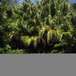 Florida Botanical Gardens | Florida Hikes!   Florida Botanical Gardens Tourist Map