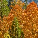 Foliage Map California Map With Cities California Fall Foliage Map   California Fall Color Map