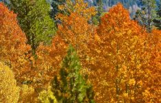 Foliage Map California Map With Cities California Fall Foliage Map - California Fall Color Map