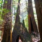 Giant Redwoods California Map Detailed A California Redwoods Hike   Giant Redwoods California Map