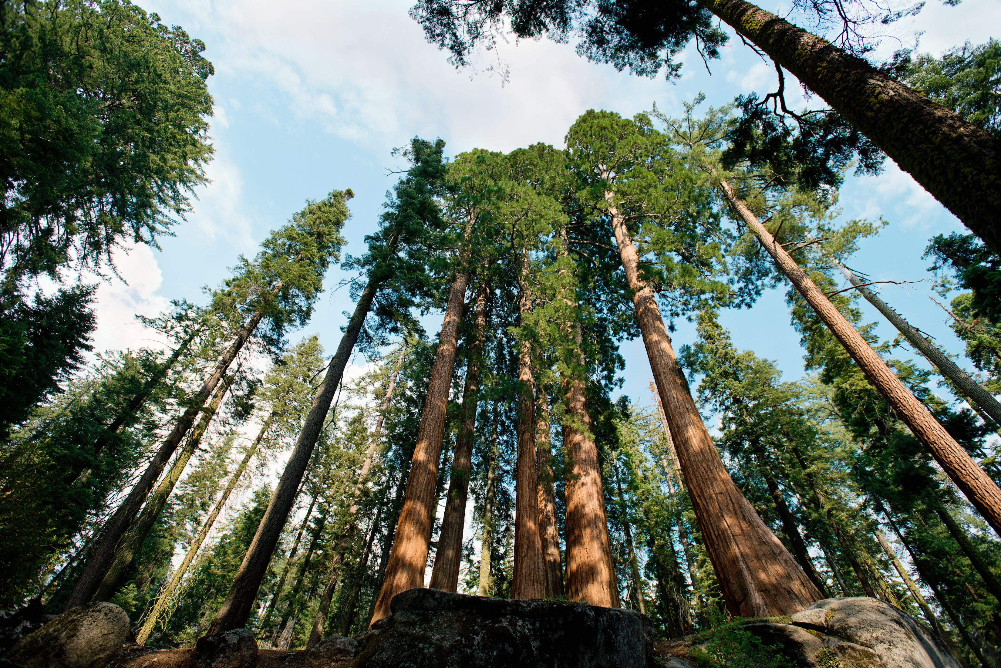 Giant Redwoods California Map Valid California Redwood Forests Where - Giant Redwoods California Map