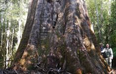 Giant Redwoods In California Map Detailed Australia S St Trees Big - Giant Redwood Trees California Map