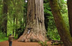 Giant Redwoods In California Map Free Printable Hug A Redwood The - Giant Redwood Trees California Map