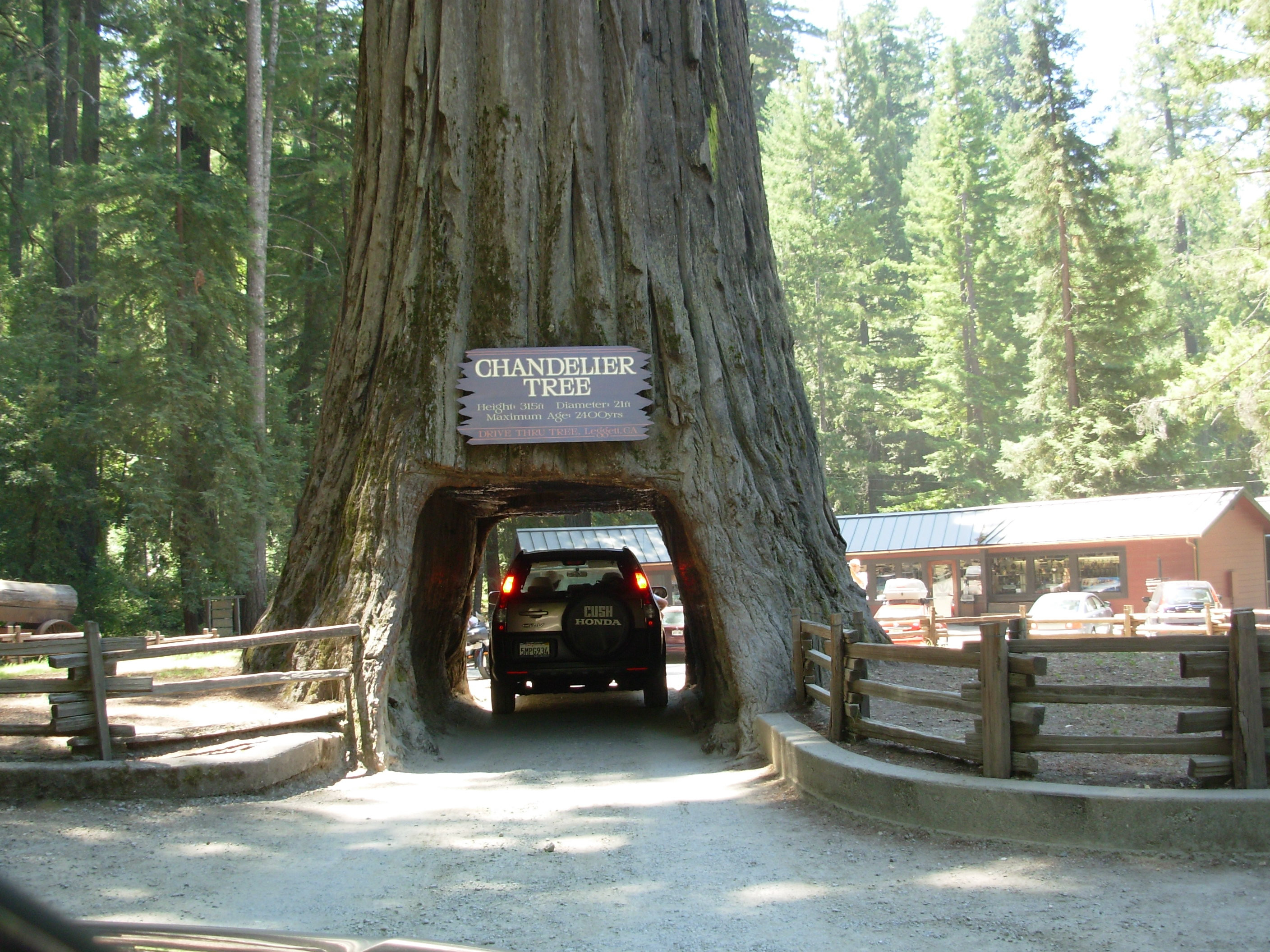 Giant Redwoods In California Map Unique Happy Th Avenue Of The Giant - Giant Redwoods California Map