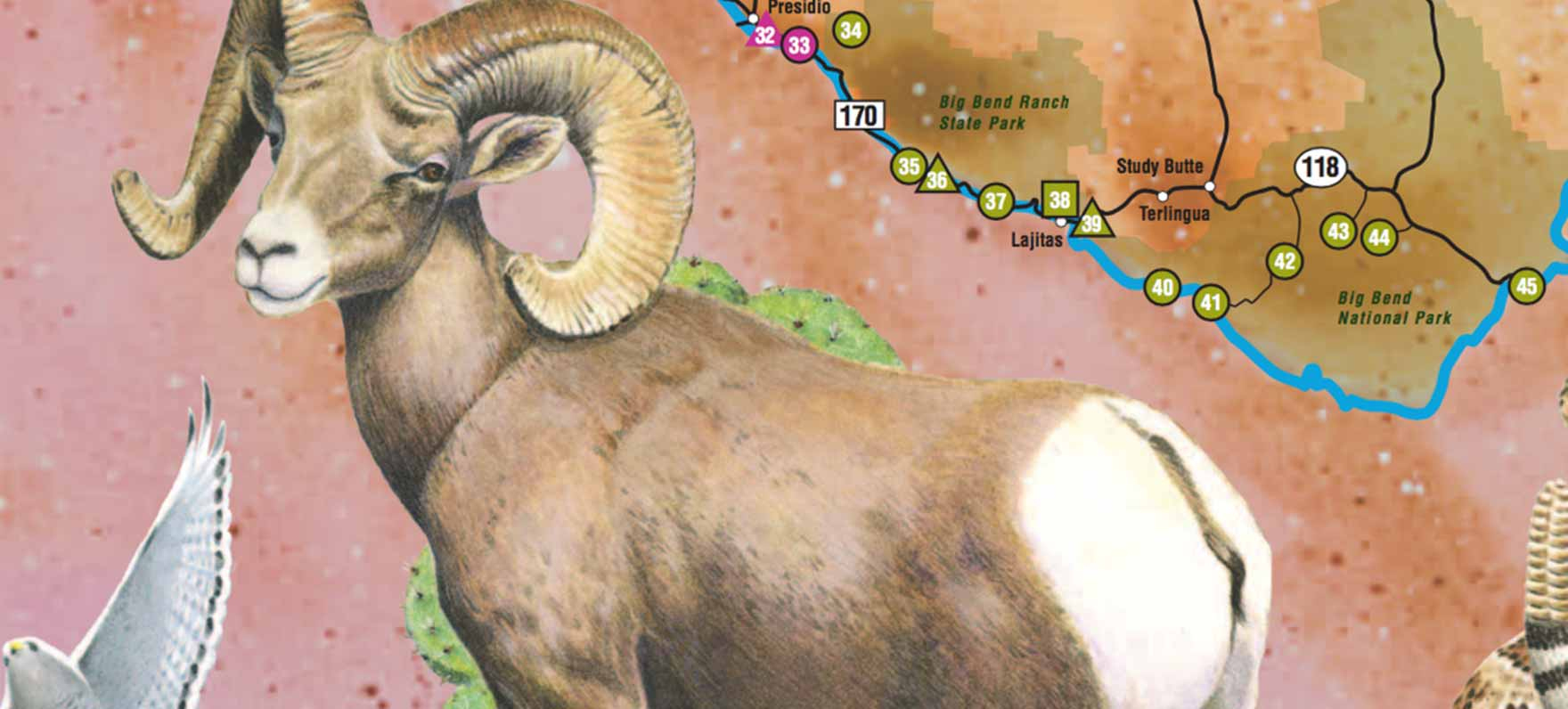 Great Texas Wildlife Trails - Wildlife - Texas Parks &amp;amp; Wildlife - Texas Birding Trail Maps