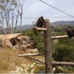 How Another California Zoo Does Conservation | Save Knowland Park   Oakland Zoo California Trail Map