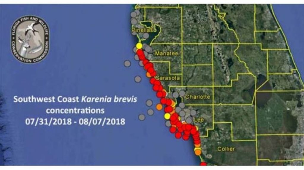 How To Check For Red Tide Before Going To The Beach Clearwater Beach