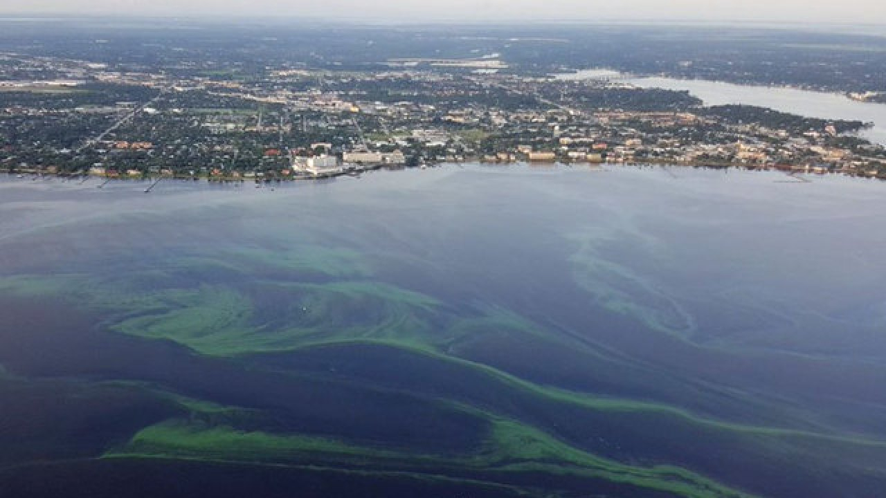 Interactive Map Shows Locations, Types And Toxicity Levels Of Algal - Florida Blue Green Algae Map