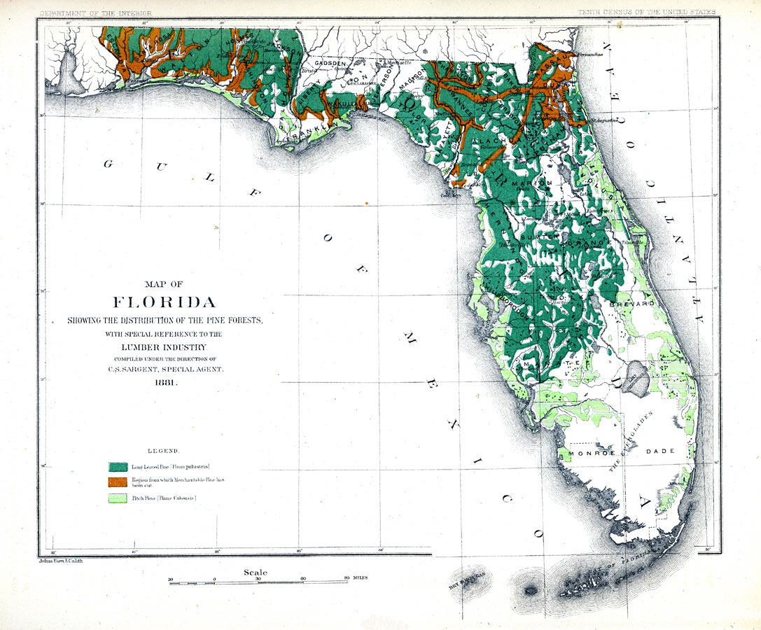 Map Of Florida Showing The Distribution Of The Pine Forests, 1881 Ad - Map Of S Florida