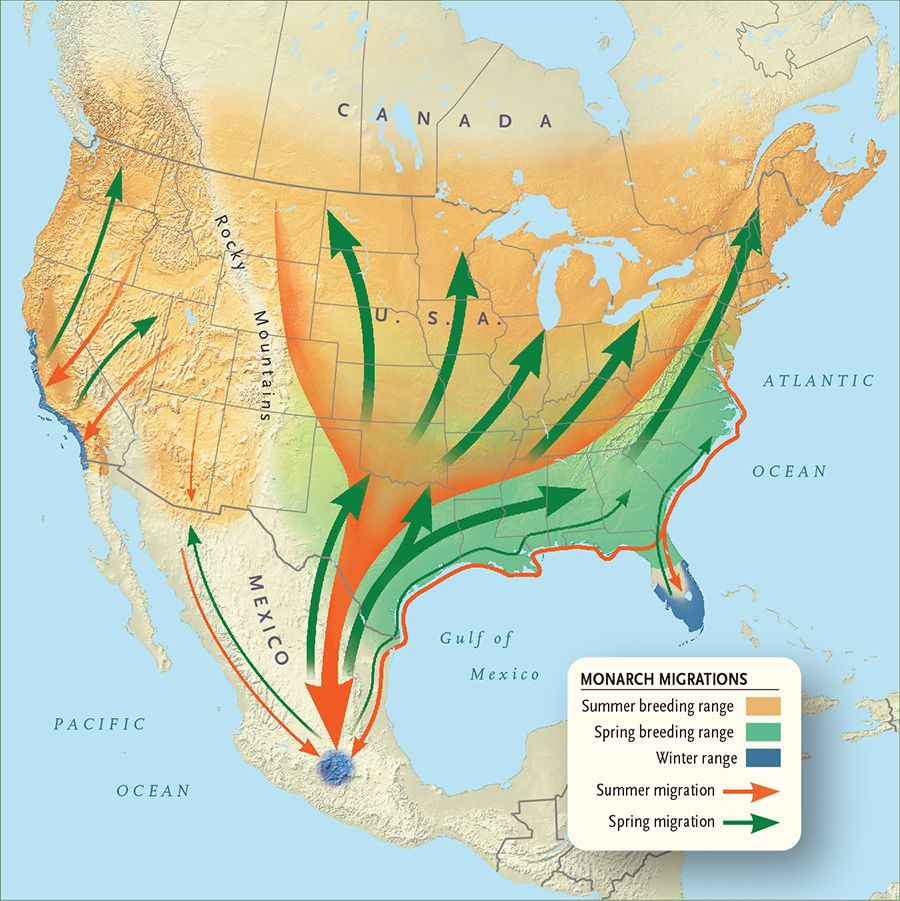 Monarch Migration Map | Monarch Butterfly Migration | Pinterest - Monarch Butterfly Migration Map California