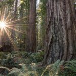 Places To See Big Trees | Visit California   Giant Redwood Trees California Map