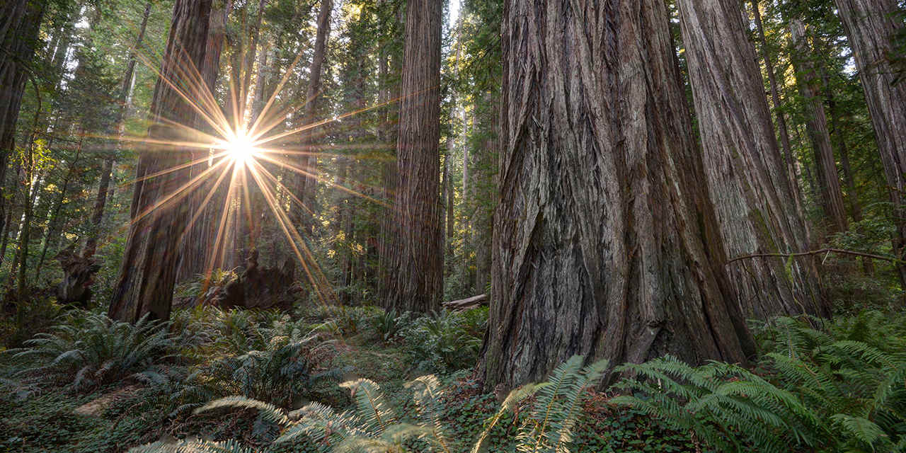 Places To See Big Trees | Visit California - Giant Redwoods California Map