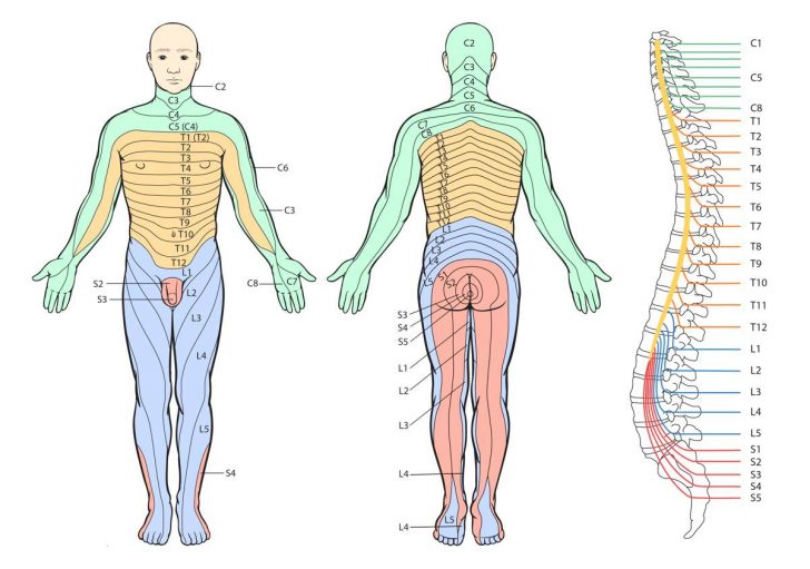 Printable Dermatome Chart - Total Life Care Compounding - Printable ...