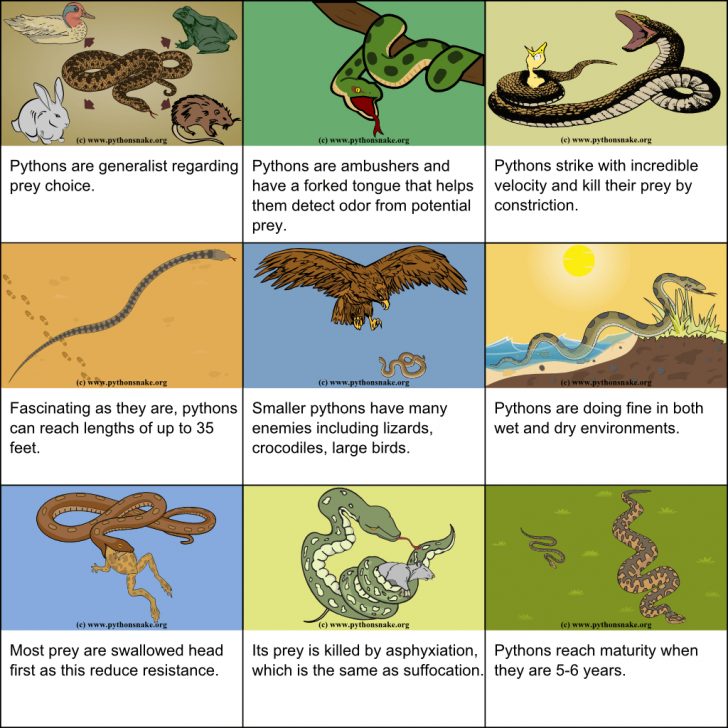 Florida Snake Problem Map