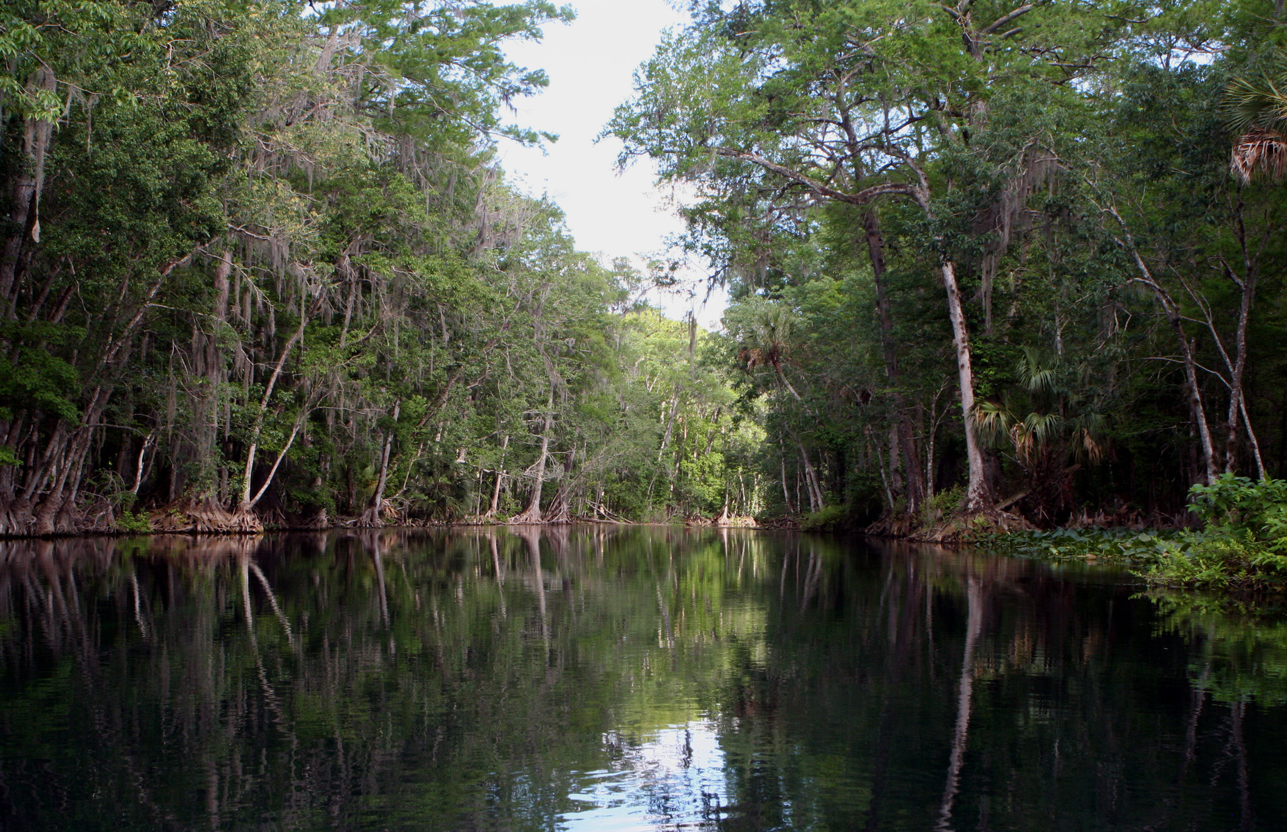 Silver River (Florida) - Wikipedia - Silver River Florida Map
