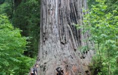 Ten Must See Redwood Trees - Giant Redwood Trees California Map