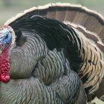 Turkey — Texas Parks & Wildlife Department   Texas Pheasant Population Map