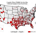 Us Feral Hog Population Map South Carolina Wild Boar Beautiful Wild   Florida Wild Hog Population Map