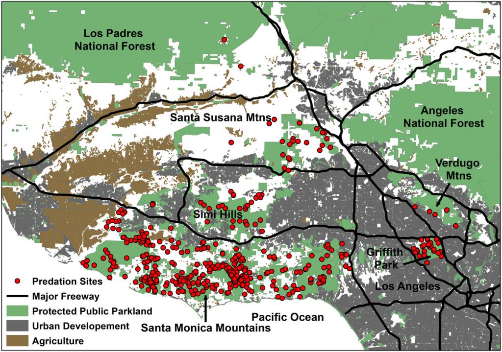 Where Do Mountain Lions Hunt In Los Angeles? The Verge Mountain