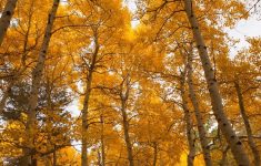 Where To Find Fall In California — The Bold Italic — San Francisco - California Fall Color Map