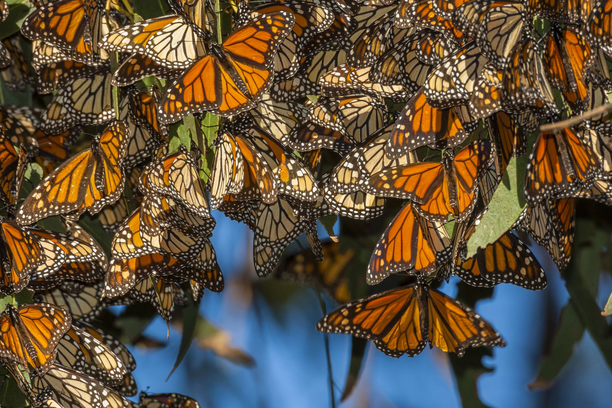 Where To See The Monarch Butterflies In California - Monarch Butterfly Migration Map California