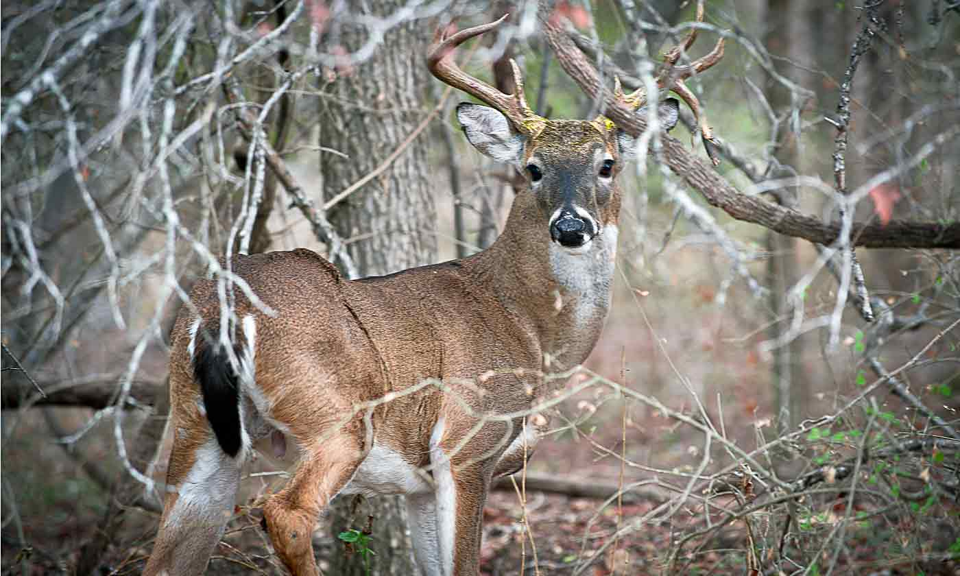 White-Tailed Deer — Texas Parks &amp;amp; Wildlife Department - Texas Deer Hunting Zones Map