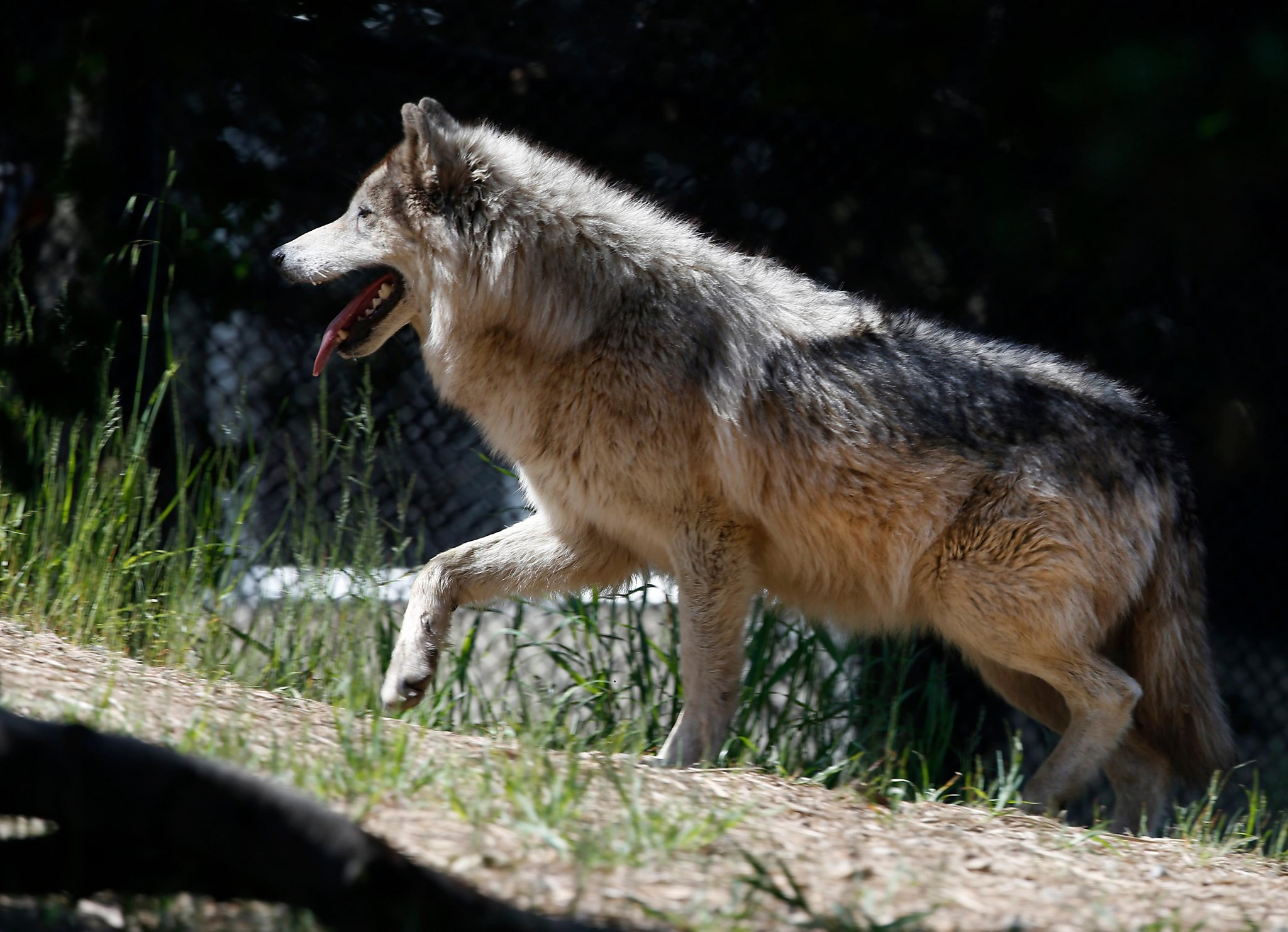 Wolves In Northern California Aren&amp;#039;t Just Loping Through Anymore - Wolves In California Map